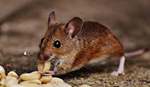 24 Hour & Emergency Exterminators in Trout Creek, MT